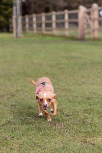 Portrait of dog on grass