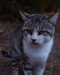 Cat portrait