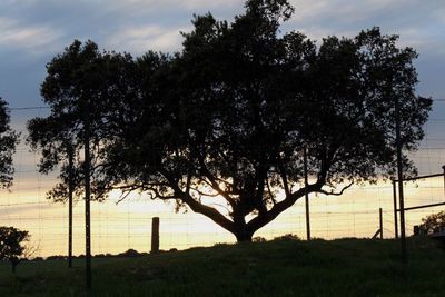 Silhouette trees on field against sky at sunset