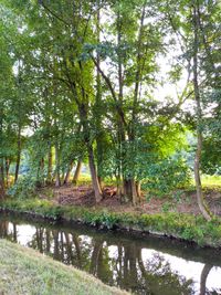 Trees by lake in forest