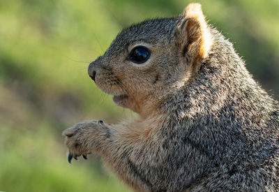 Close-up of squirrel holding a snack on a sunny day