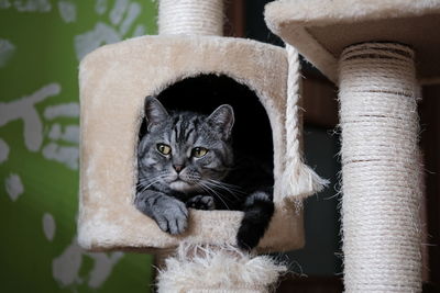 Cat in the scratching post