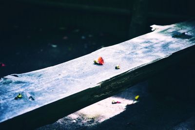 High angle view of ladybug on table