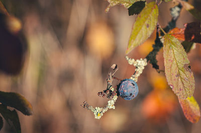 Close-up of berries growing on plant during autumn