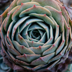 Close-up of succulent plant