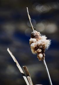 Close-up of wilted plant during winter