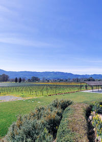 Scenic view of a vineyard against sky