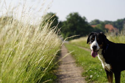 Close-up of dog on field against sky