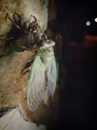 Close-up of insect