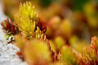 Macro shot of yellow flowering plant