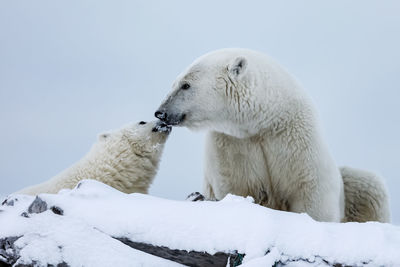 Close-up of polar bears against sky