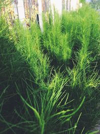 Close-up of fresh green grass