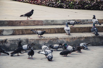 Pigeons on a street