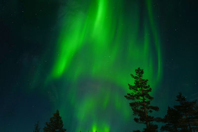 Scenic view of tree against sky at night