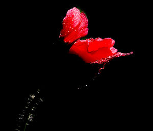 Close-up of wet red rose against black background