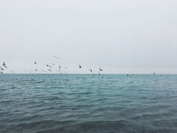 Flock of birds flying over sea