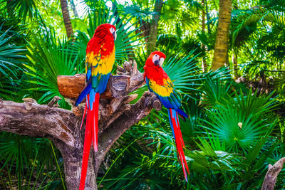 View of parrot perching on tree