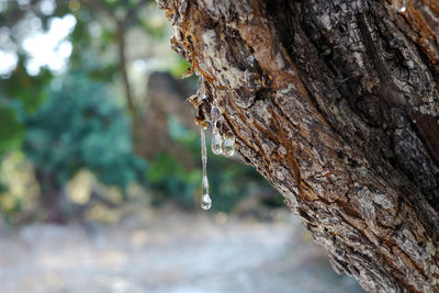 Close-up of water drops on tree trunk