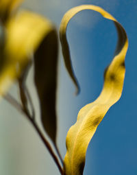 Close-up of yellow flower