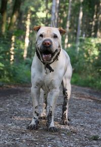 Portrait of dog on road