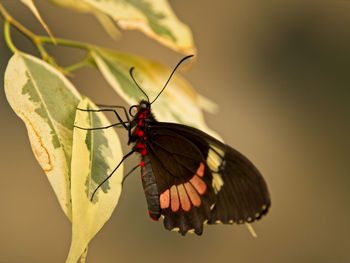 Close-up of butterfly pollinating flower