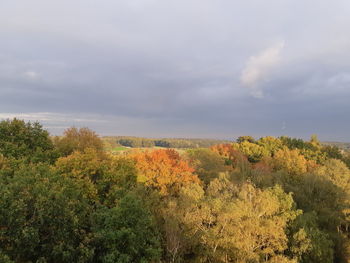 Plants growing on land against sky during autumn