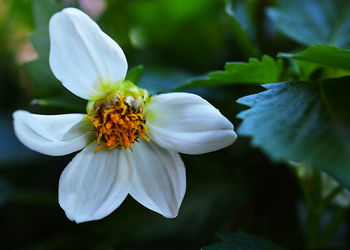 Close-up of white flowers