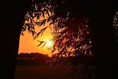 Silhouette of trees at sunset