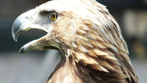 Close-up of a bird