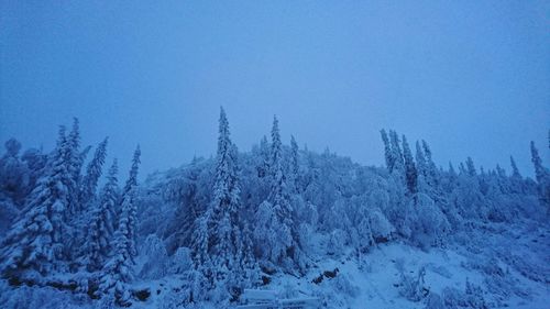 Low angle view of snow covered coniferous trees on mountain during foggy weather