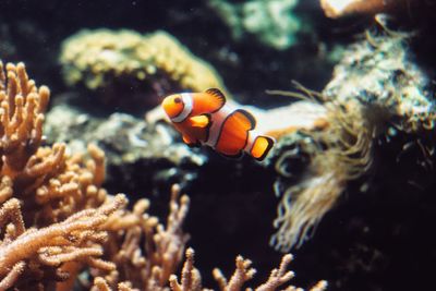 Fish swimming in sea