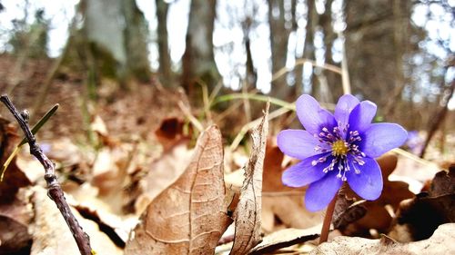 Close-up of purple flowers