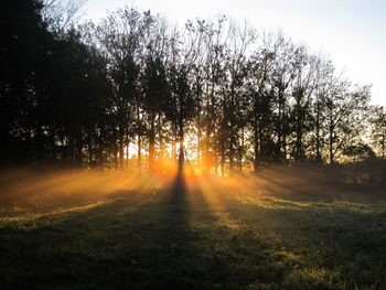 View of trees in forest