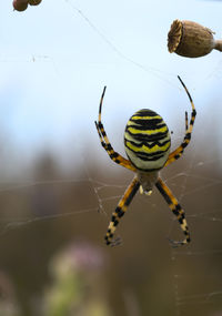 Close-up of spider