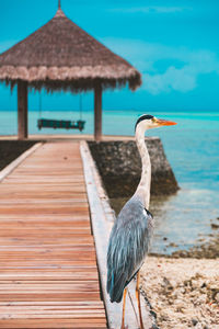 Bird perching on a roof