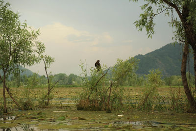 Scenic view of landscape against sky
