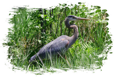 Side view of a bird in lake