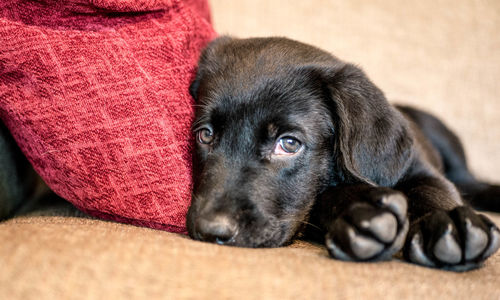 Close-up of puppy resting on sofa