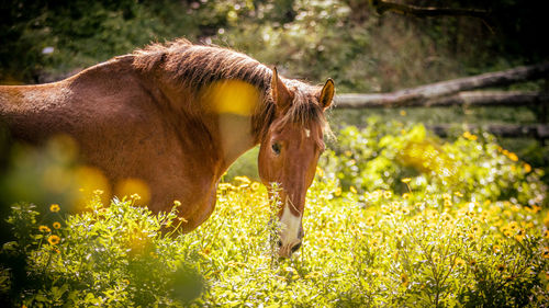 Horse standing on field, between flowers, looking cute and happy.