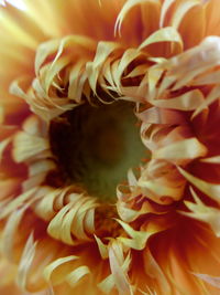 Close-up of yellow rose flower