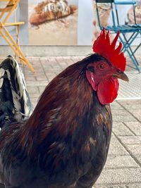 Close-up of rooster