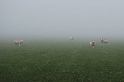 View of sheep on grass