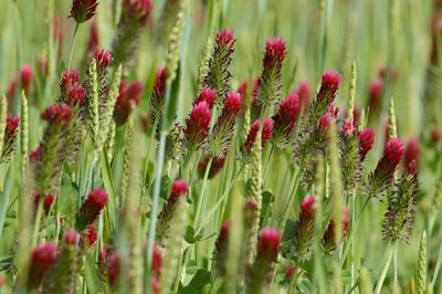 Close-up of red flowering plants on field