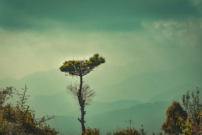 Low angle view of tree against sky