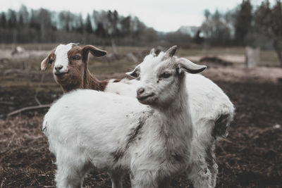 Sheep standing in a field