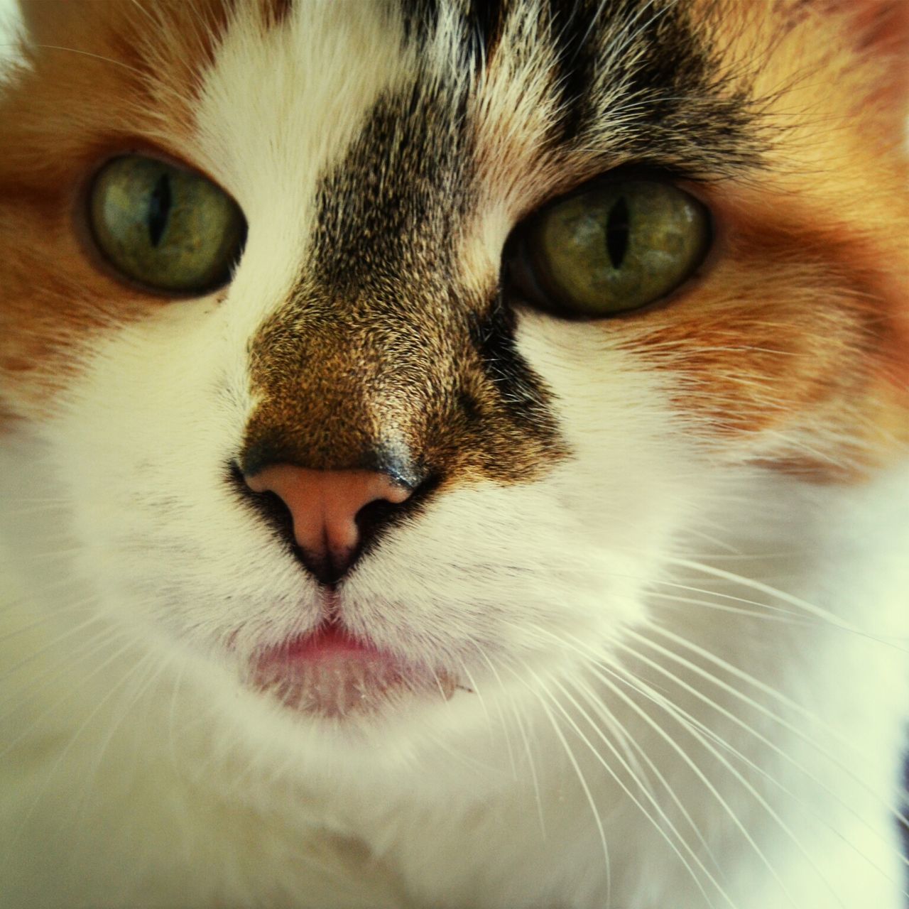 domestic cat, cat, pets, one animal, animal themes, domestic animals, feline, whisker, mammal, animal eye, portrait, animal head, close-up, looking at camera, staring, animal body part, indoors, alertness, no people, whiskers