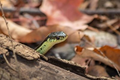 Close-up of lizard on wood