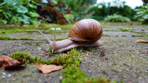 Close-up of snail