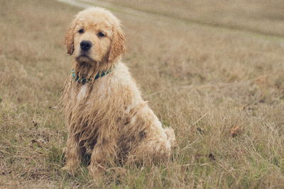 Portrait of golden retriever sitting on field