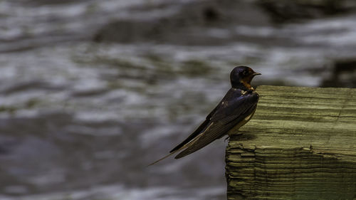 Close-up of bird perching on wood